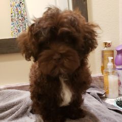 Sporty Mixes from Bayou Babe's Precious Pups