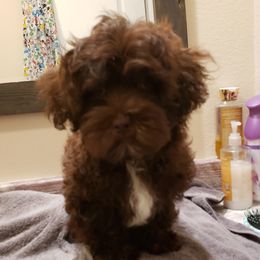 Sporty Mixes from Bayou Babe's Precious Pups