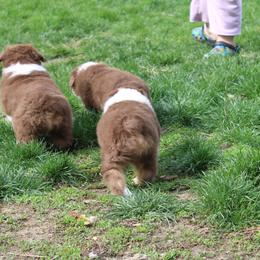 Australian Shepherd Puppies from Starlit Grove Australian Shepherds