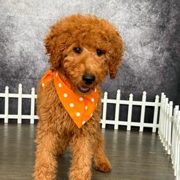 AKC Ginger (GG) - Red  female Poodle puppy in Cape Coral, Florida from Ruby the poodle
