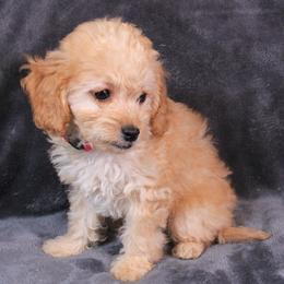 Pinky - Apricot female Cavapoo puppy in Spring, Texas from Quentin