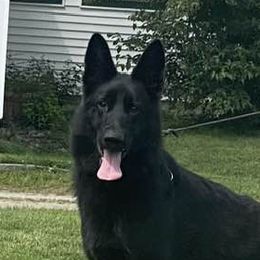 Luna - German Shepherd