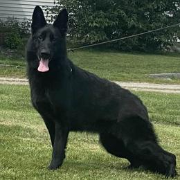 Luna - German Shepherd