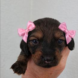 Sierra - Chocolate female Dachshund puppy in Queen Creek, Arizona from Wigglebutt Miniature Dachshund Az