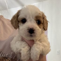 Cavapoos and Cavapoochons from Wine country cavapoos
