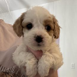 Cavapoos and Cavapoochons from Wine country cavapoos