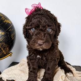 Honey - Brown and white female Aussiedoodle puppy in Haleyville, Alabama from The Cuddly Dood Ranch