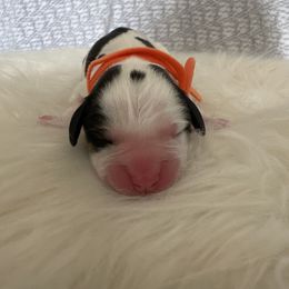 Sunny - White and black male English Springer Spaniel puppy in Waynesburg, Pennsylvania from Krysak’s Springer Spaniels
