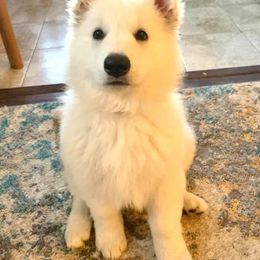 Berger Blanc Suisse Puppies from Absolute Dream White Swiss Shepherds