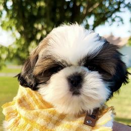 Shih Tzu Puppies from Sweet and Sassy Shih Tzu