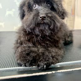 Cavapoo, Cockapoo, and Poodle Puppies from Heavenly Puppies to Love