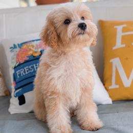 Honey - Cream female Maltipoo puppy in Live Oak, Florida from Grams Poodle Babies