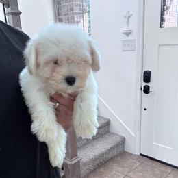 Male 3 - White male Miniature Schnauzer puppy in Seagoville, Texas from JC miniature schnauzers