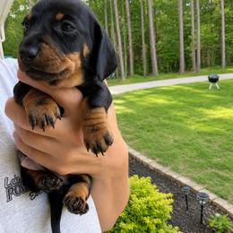 Cash   AKC Black and tan  2800 - Black and tan male Dachshund puppy in Indian Trail, North Carolina from Hilda’s Teenie Weenies