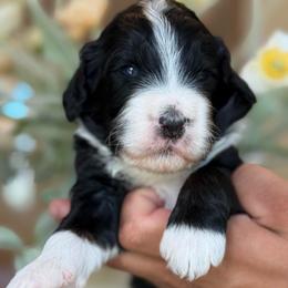 Ivan - Tri-color male Bernedoodle puppy in Yuciapa, California from AlltheDoodlez_