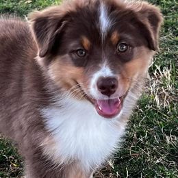 Pumpkin - Red tri-color Australian Shepherd puppy in Apple Valley, California from Sunset Rose Aussies