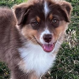 Pumpkin - Red tri-color Australian Shepherd puppy in Apple Valley, California from Sunset Rose Aussies