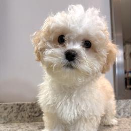 Cappuccino - Cream male Shichon puppy in Fort Lauderdale, Florida from Nona's Shichons