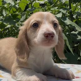 Luna - Piebald female Dachshund puppy in Alice, Texas from Crimson’s longhair Dachshunds
