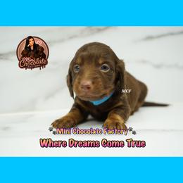 BLUE - Chocolate and tan male Dachshund puppy in Liberty, Texas from Mini Chocolate Factory