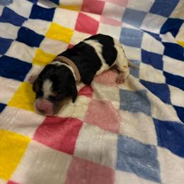 Girl 2-Birdie - Black red and white female Basset Hound puppy in Ringling, Oklahoma from BnL Bassets