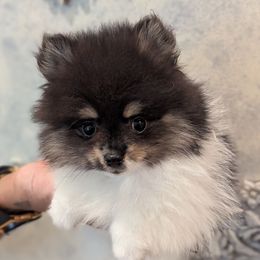 Nyx - Black and tan parti female Pomeranian puppy in California from T & D Dream Poms