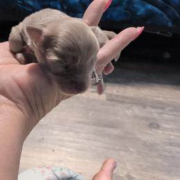Elijah - Fawn male Chihuahua puppy in Honea Path, South Carolina from Deerfield Acres Canine Companions