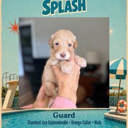 Guard - Dallas TX - 4,000 - Apricot male Goldendoodle puppy in Garland, Texas from Twilight Doodles