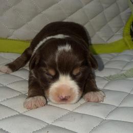 Red tri girl - Red tri female Miniature Australian Shepherd puppy in Graham, North Carolina from Thompson Farm Mini Aussies