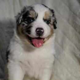 Felon - Blue merle male Australian Shepherd puppy in Canyon Lake, Texas from Cascade Australian Shepherds