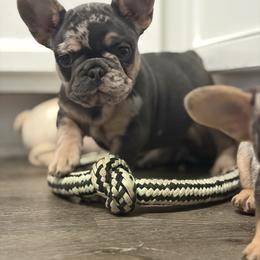 Dior - Tricolors female French Bulldog puppy in Porter, Texas from Red Label Frenchies