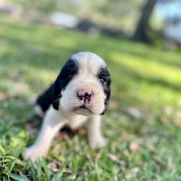 English Springer Spaniel Puppies from Redemption Fields