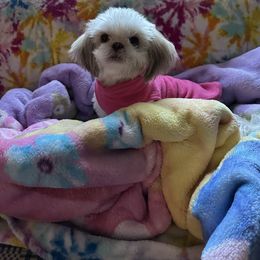 Shih Tzu Puppies from Prescious Shih Tzu’s