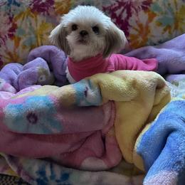 Shih Tzu Puppies from Prescious Shih Tzu’s