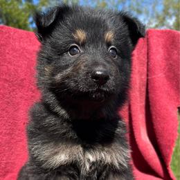 Female 3 - Black and tan female German Shepherd puppy in Allentown, Pennsylvania from VMH Shepherds