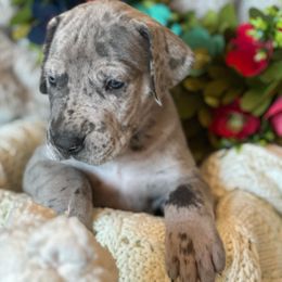 Boy 2 - Merle Great Dane puppy in Reno, Nevada from Good Dog Danes