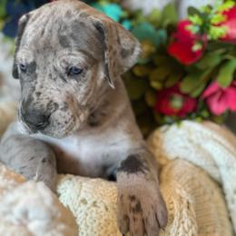 Boy 2 - Merle Great Dane puppy in Reno, Nevada from Good Dog Danes