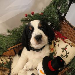 Black Collar - Black white and tan male English Springer Spaniel puppy in Westmorland, California from IV Springers of California