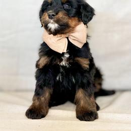 Hershey - Tri-color male Bernedoodle puppy in Travelers Rest, South Carolina from Bernedoodle.do