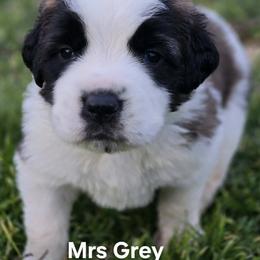 Saint Bernard Puppies from Eagle Mountain Saints
