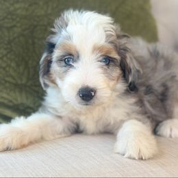 Harvest - Blue merle male Aussiedoodle puppy in Granbury, Texas from Triple Cross Doodles