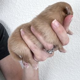 Pomeranian Puppies from Chic-Tastic Poms