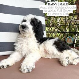 Rainy - Parti male Double Doodle puppy in Southwest Ranches, Florida from Dandy Doodle Ranch