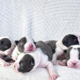 Boston Terrier puppies from Kline Kennels
