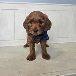 Oregano- Black - Red  male Goldendoodle puppy in South Jordan, Utah from Lucky Doodle Pups