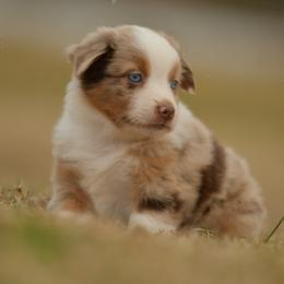Ranger - Red merle male Miniature Australian Shepherd puppy in Hartman, Arkansas from Southern Edition Aussies