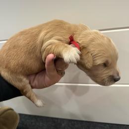 Ford- Red - Golden male Golden Retriever puppy in Cedar City, Utah from RuTess Goldens