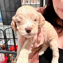 Charlie - Buff male Cockapoo puppy in Denver, Pennsylvania from Greenview Puppies