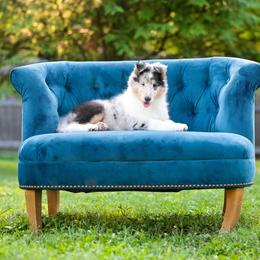 Collie Puppies from Fianna Collies