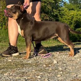 Brooke - Blue tri-color female American Bully puppy in Orlinda, Tennessee from SimplyBullies